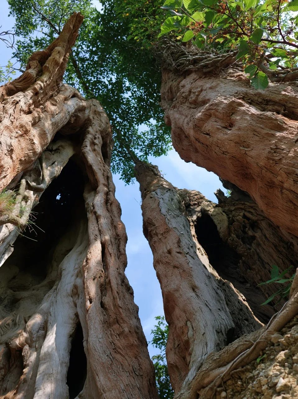 ancient hollowed trunks --ar 3:4 --raw --profile 9gfqdl1 --hd