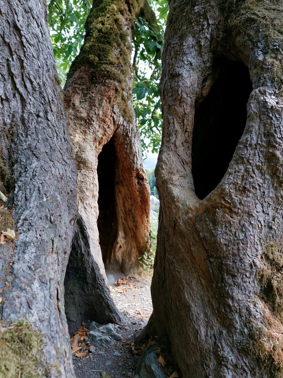 ancient hollowed trunks --ar 3:4 --raw --profile 9gfqdl1 --hd