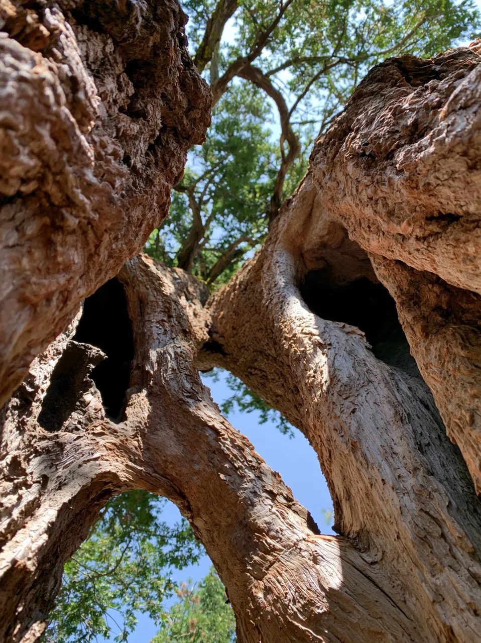 ancient hollowed trunks --ar 3:4 --raw --profile 9gfqdl1 --hd