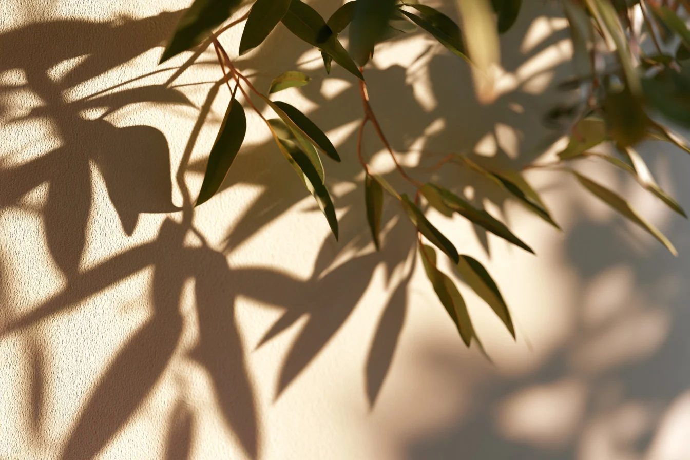 dappled light — image 3