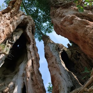 ancient hollowed trunks --ar 3:4 --raw --profile 9gfqdl1 --hd