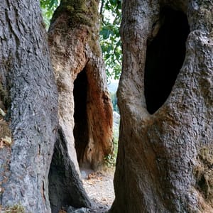ancient hollowed trunks --ar 3:4 --raw --profile 9gfqdl1 --hd