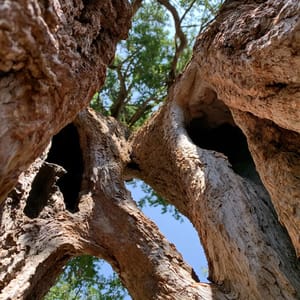 ancient hollowed trunks --ar 3:4 --raw --profile 9gfqdl1 --hd