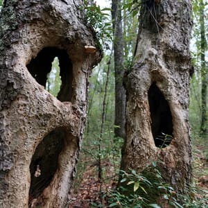 ancient hollowed trunks --ar 3:4 --raw --profile 9gfqdl1 --hd