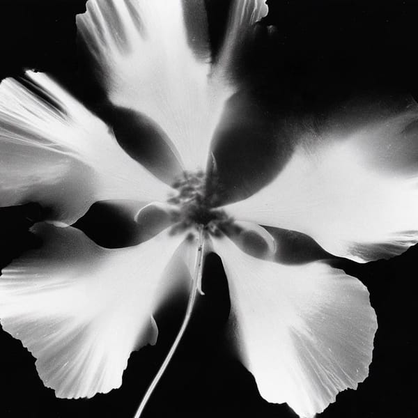 testing "photogram" visual keyword
