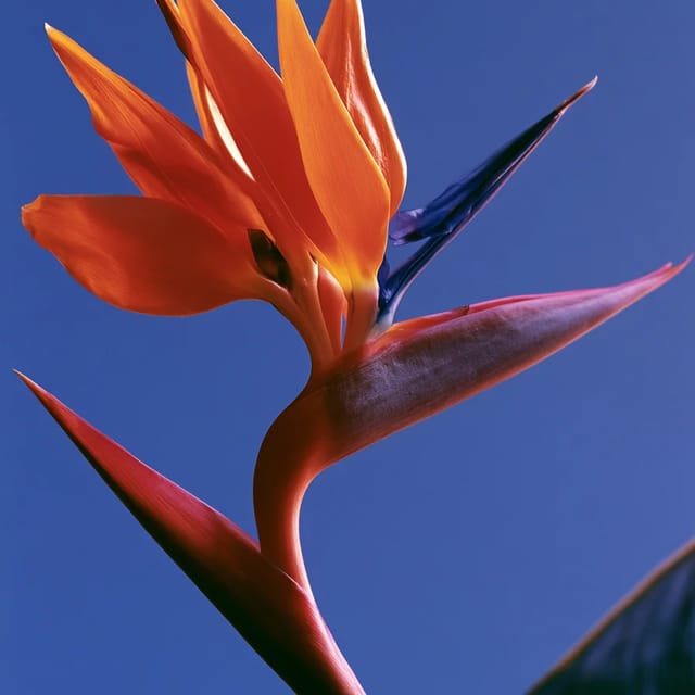 complementary color harmony