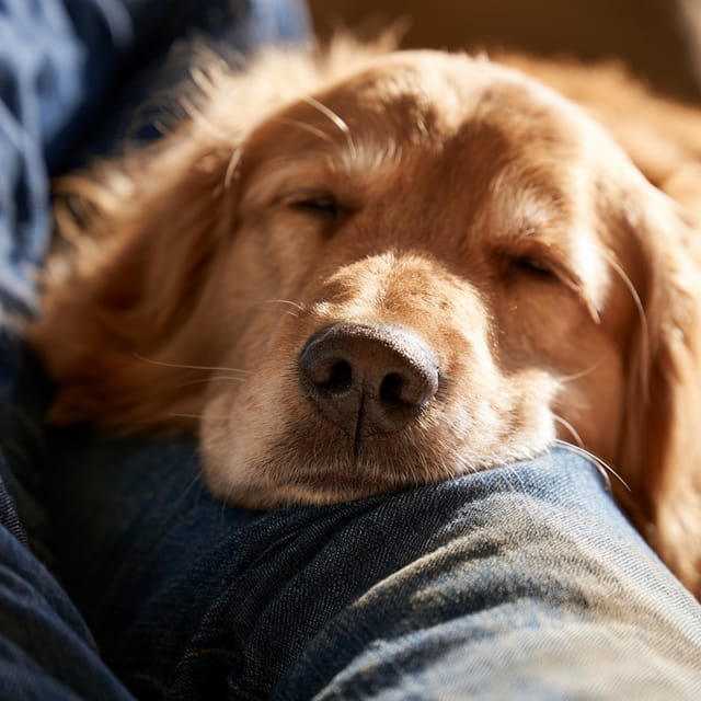 Lap nuzzle gesture
