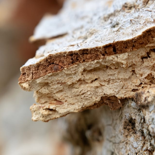 virgin cork bark