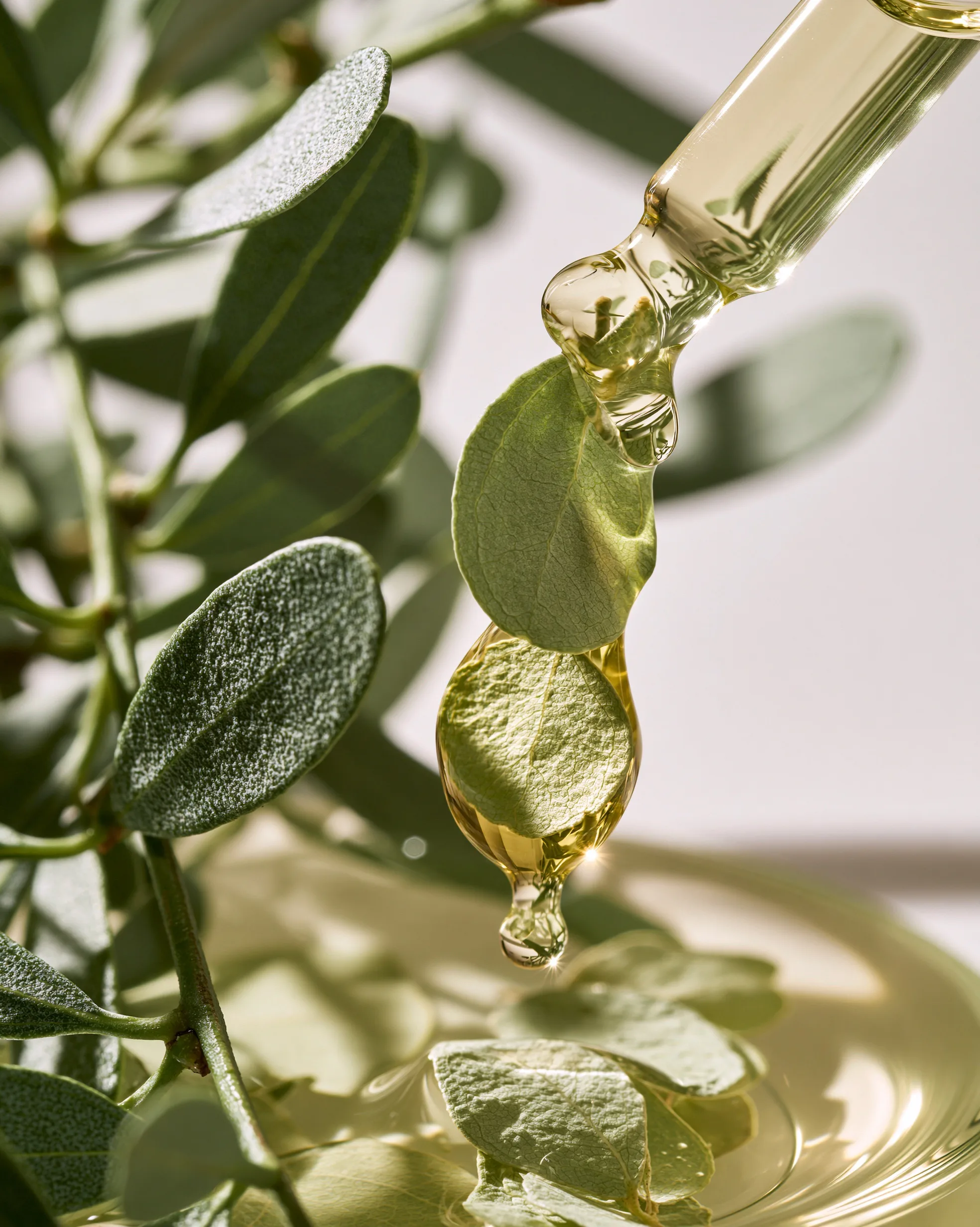 botanical extract