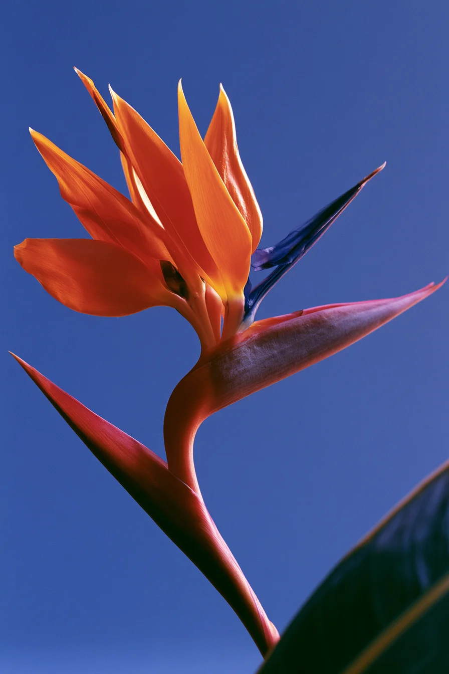 complementary color harmony