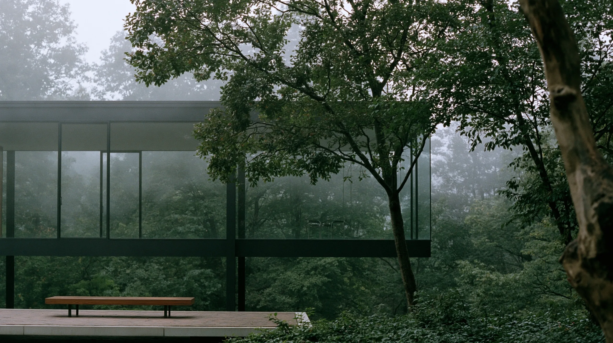 foggy forest backdrop