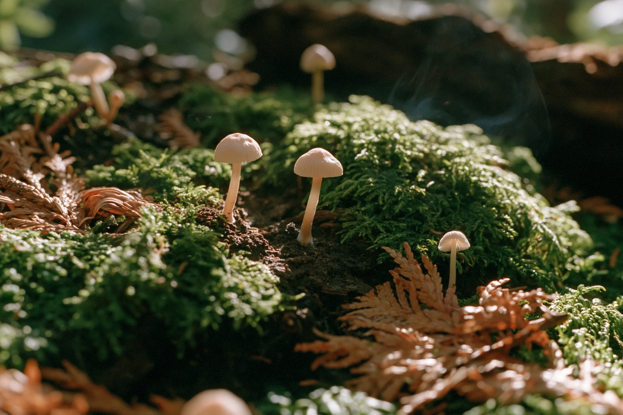 A damp forest floor covered in soft green moss, fallen brown pine needles, and tiny white mushrooms in gentle morning light.