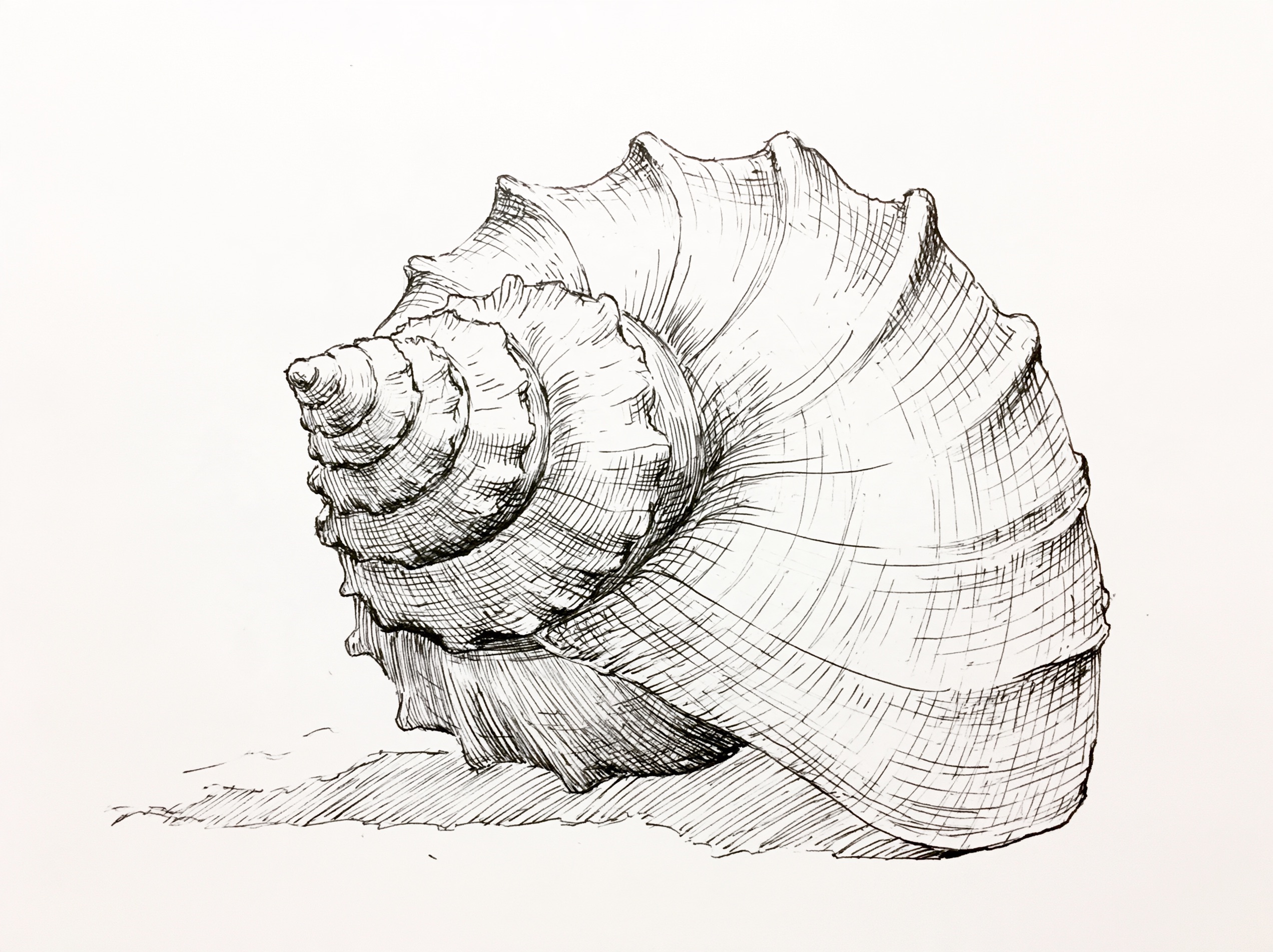 A hatching art style illustration of a seashell, built from dense parallel lines.