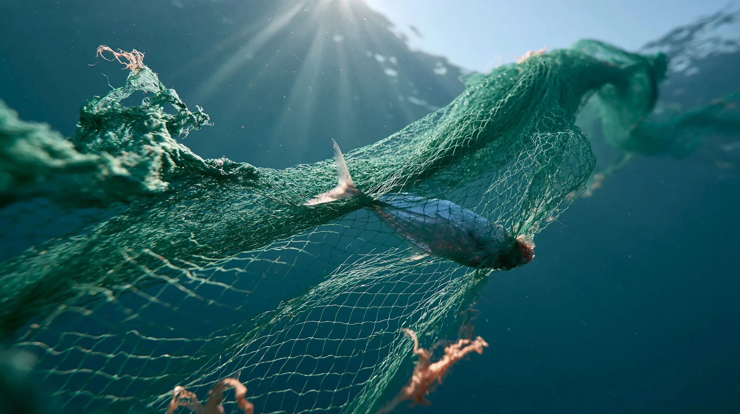 marine ghost net