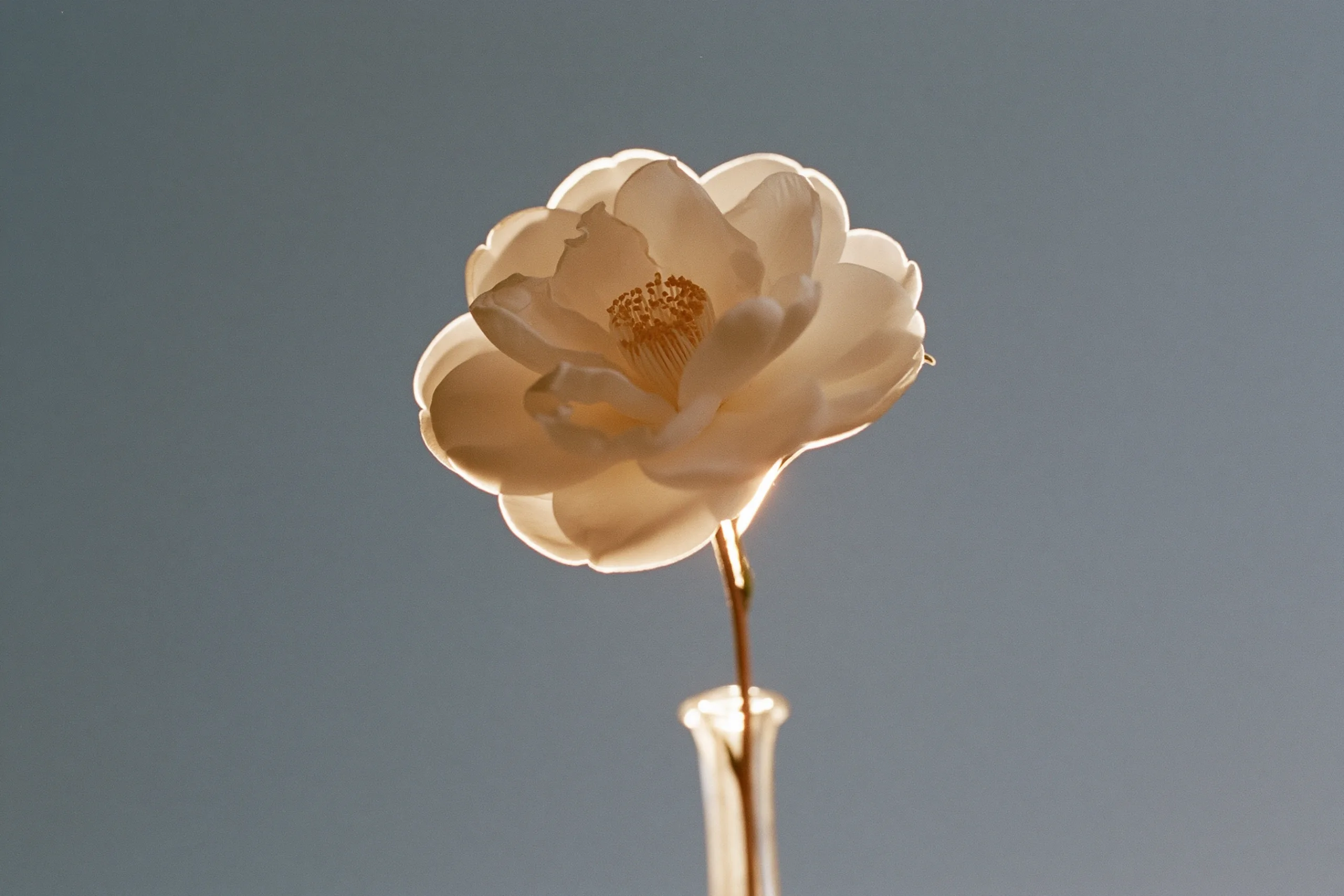 A single white camellia flower in a glass vase is illuminated by a gentle soft backlight, casting a serene glow.