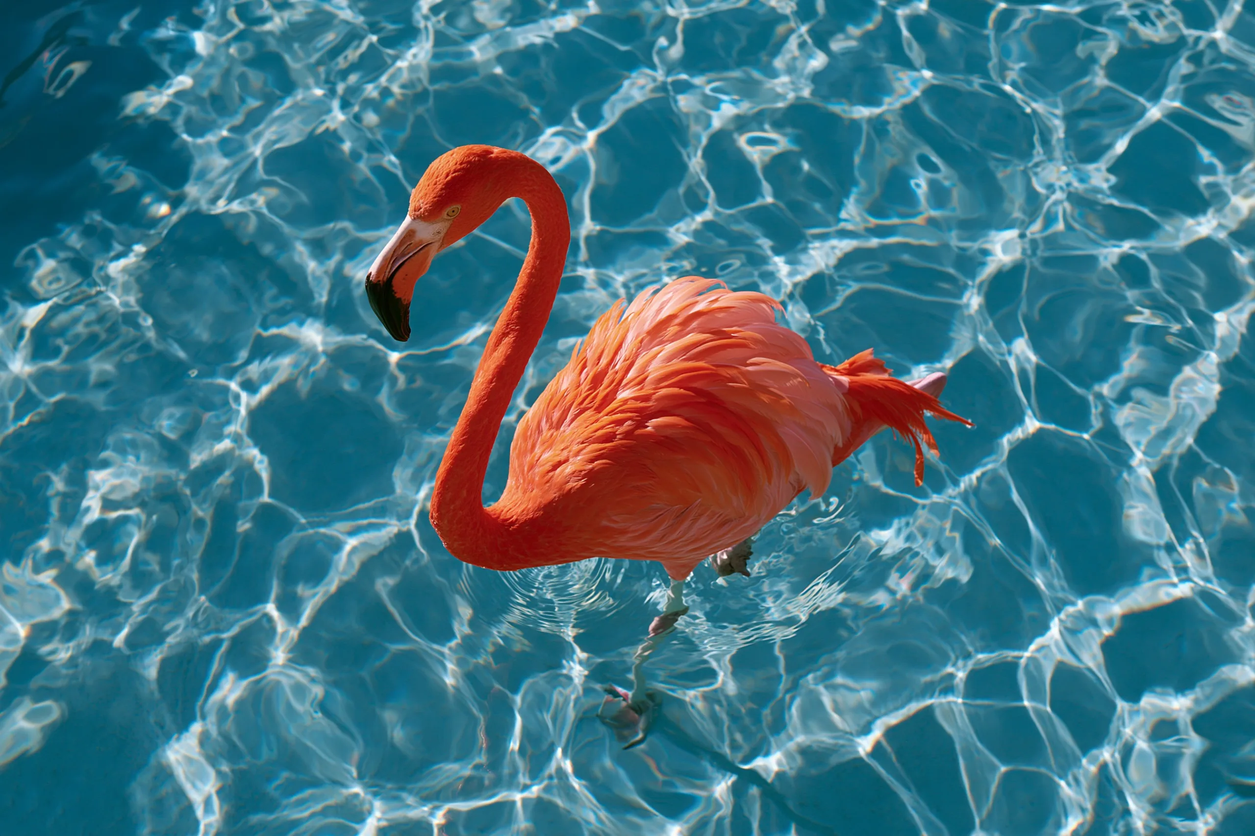 technicolor saturation