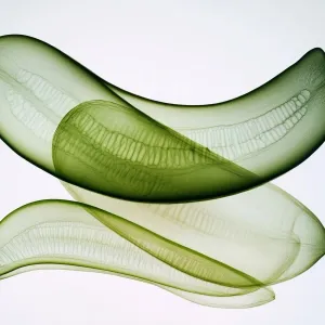 X-rayed Cuke Slices，white background, soft lighting